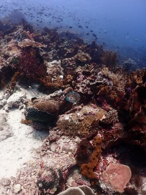 Image 15