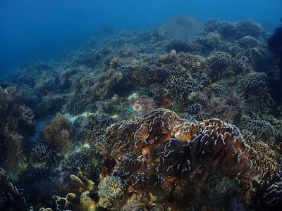 Image 15
