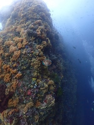 Image 14