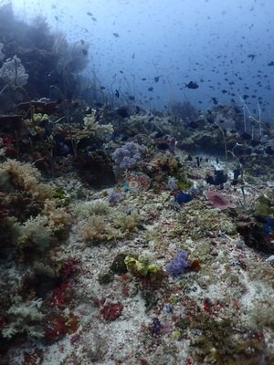 Image 15
