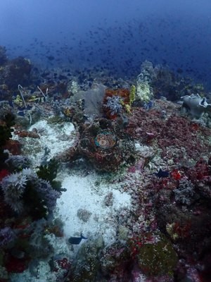 Image 22