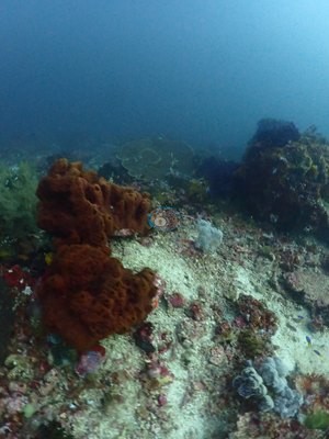 Image 21
