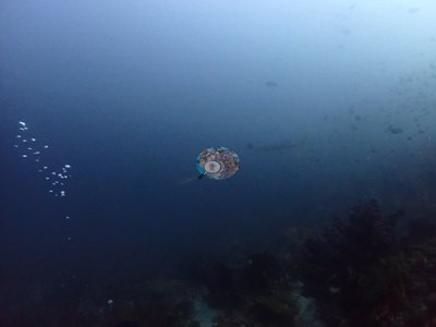 Image 37