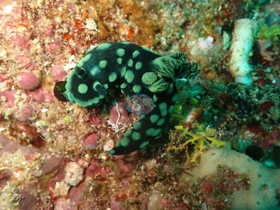 Image 11