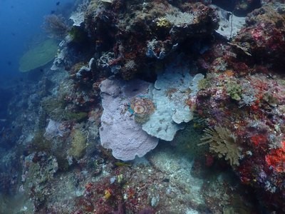 Image 13