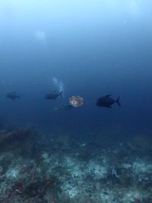 Image 15
