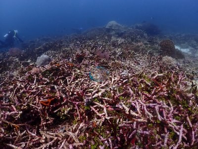 Image 13