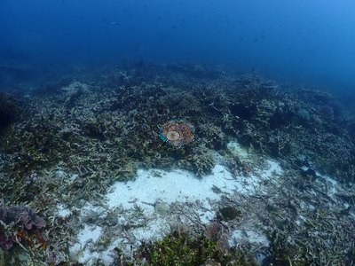 Image 49