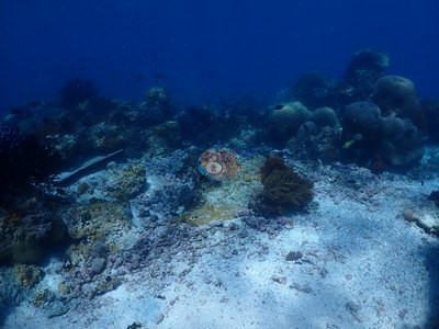 Image 34
