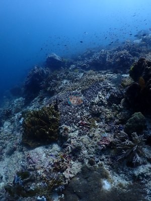 Image 35