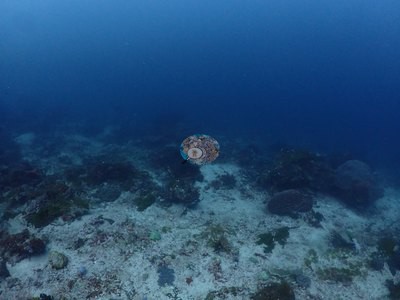 Image 21