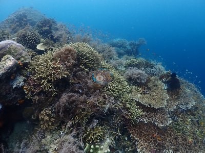 Image 35