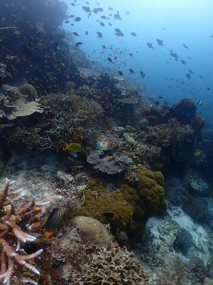Image 36