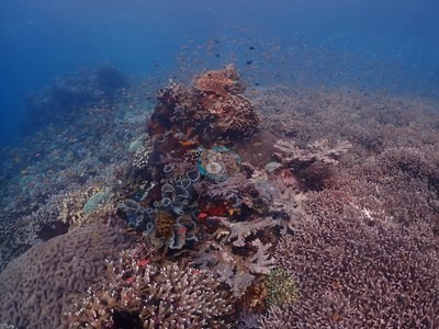 Image 19