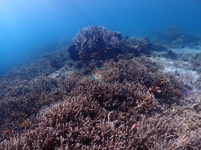 Image 31