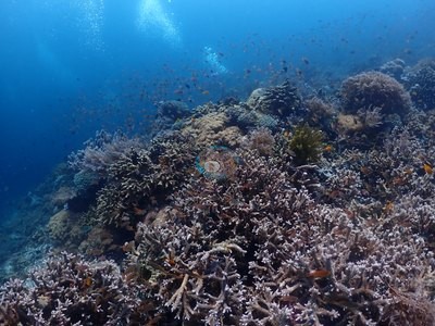 Image 36