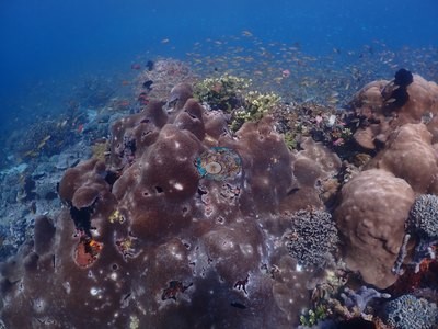 Image 37