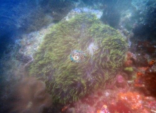 Image 10