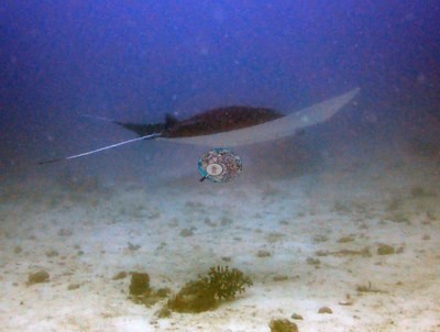 Image 2