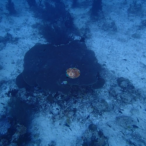 Image 19