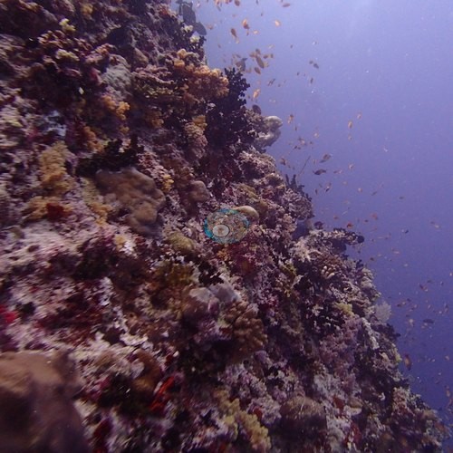 Image 21