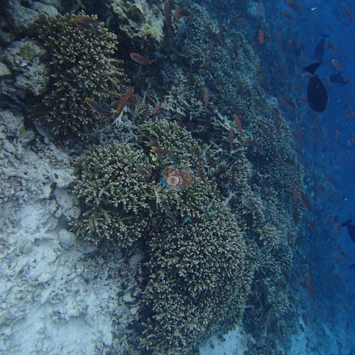 Image 9