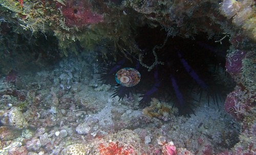 Image 10