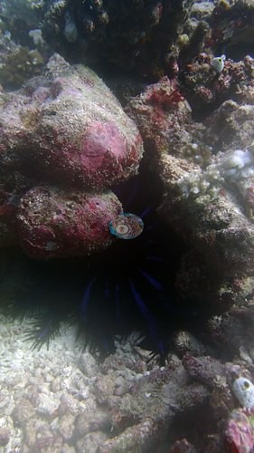 Image 12