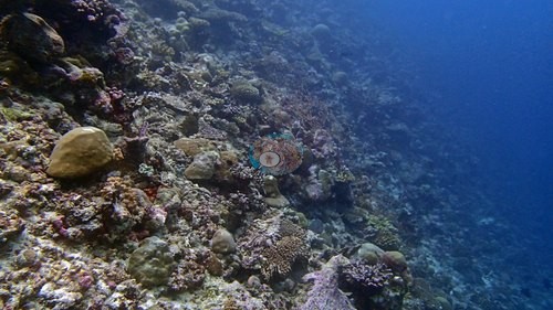Image 17