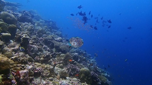 Image 19