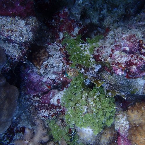 Image 15