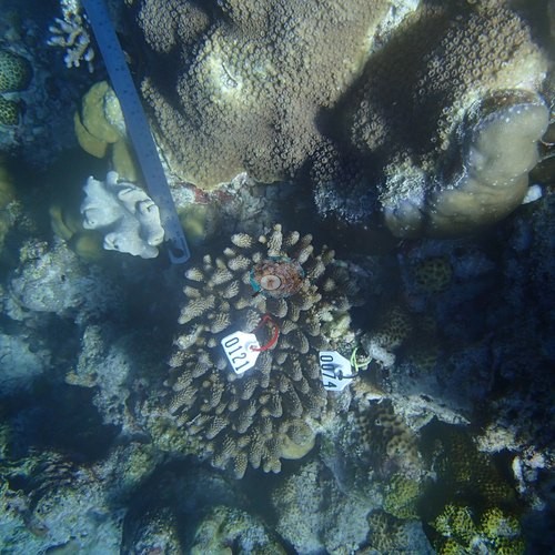 Image 21