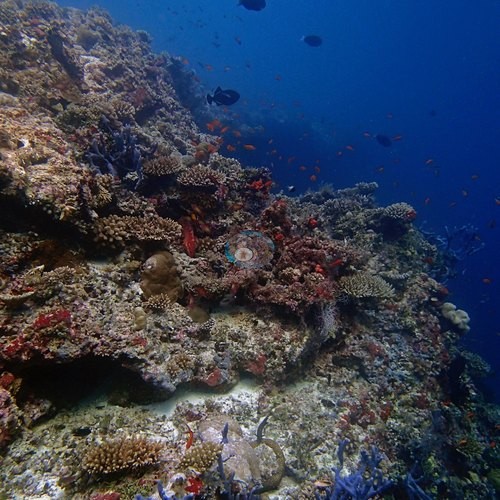 Image 20