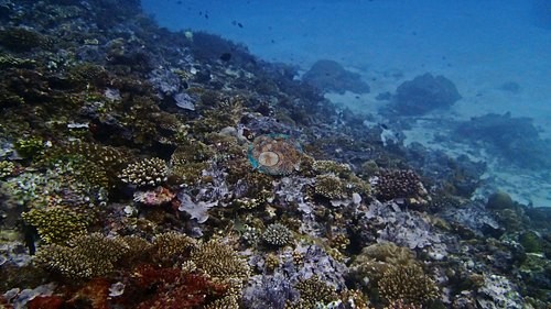 Image 13