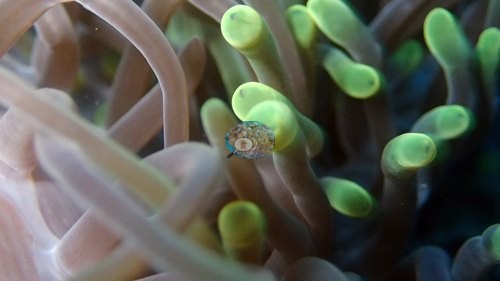 Image 11