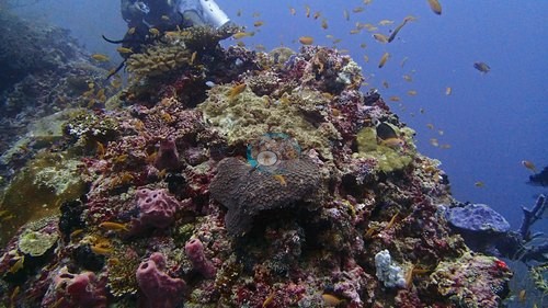 Image 7