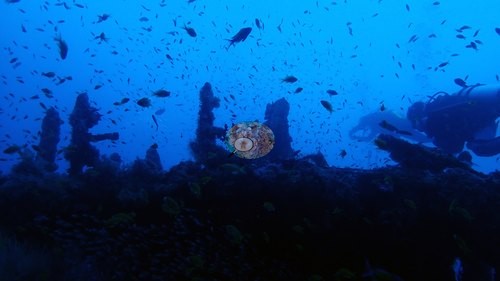 Image 11