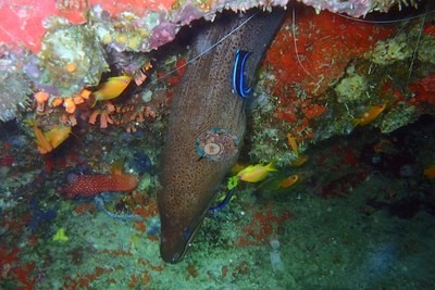 Image 5