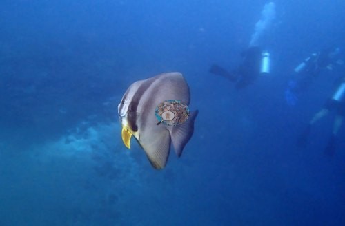 Image 1