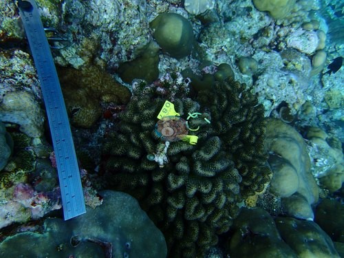 Image 11