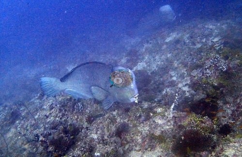 Image 15