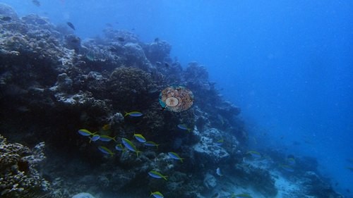 Image 11