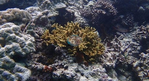 Image 15