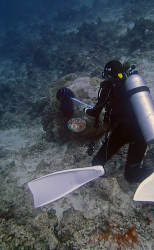 Image 4