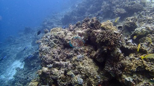 Image 6