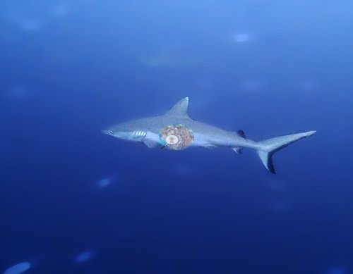 Image 10