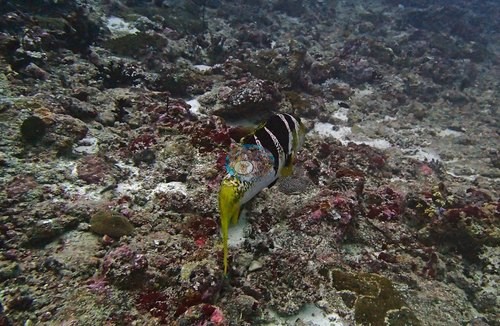 Image 15
