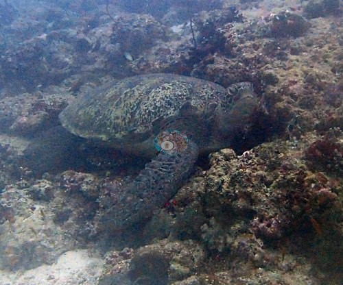 Image 21