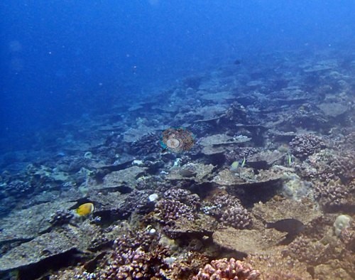 Image 12