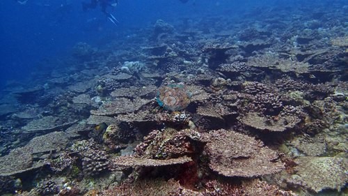 Image 15